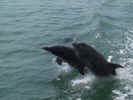 dolphinpair2.JPG (126494 bytes)